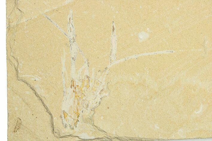 Cretaceous Fossil Shrimp - Lebanon #256064